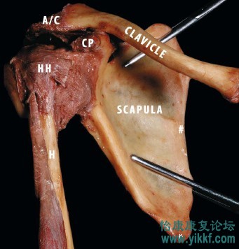 肩部功能解剖图谱