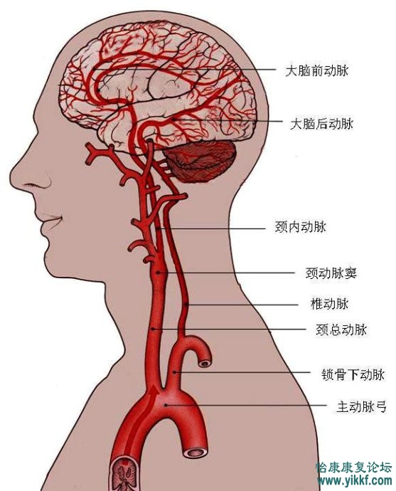 脑供血及脑血管解剖