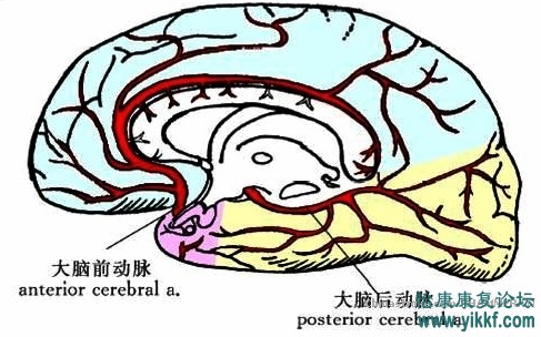 脑供血及脑血管解剖