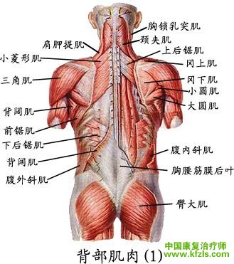 【主动肌】肩胛下肌、胸大肌、背阔肌、大圆肌 【辅助肌】三角肌（前部纤维）