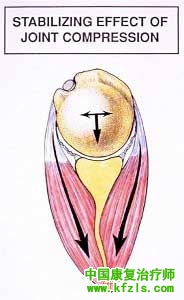 肩关节不稳定（肩关节解剖结构）