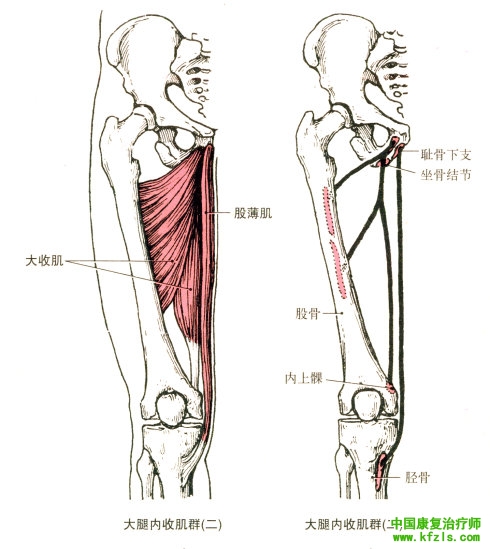 大腿内收肌群的解剖（图解）