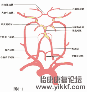 脑血液供应.png