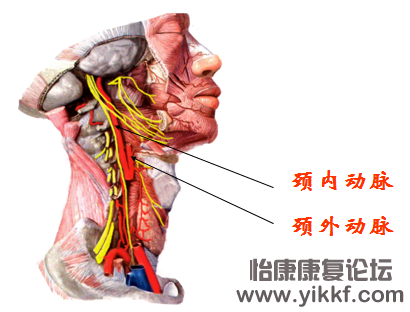 颈动脉.png