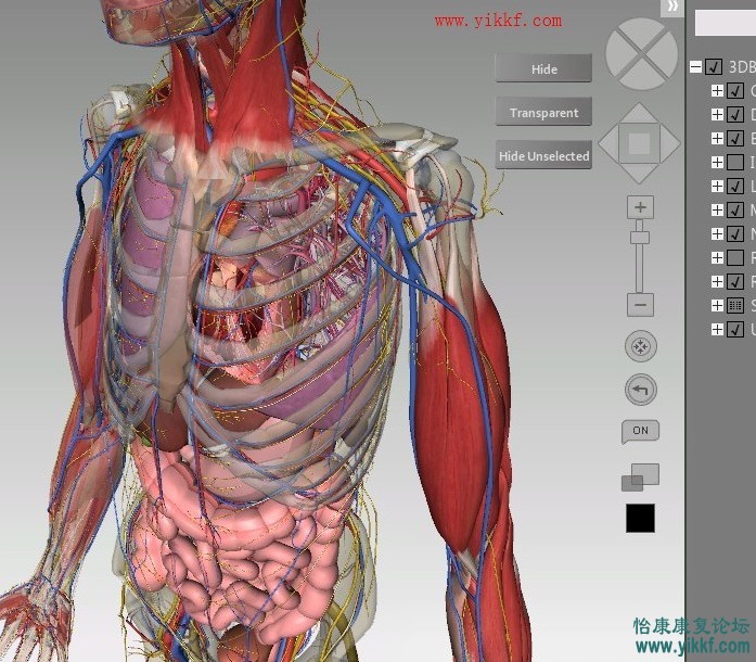 分享一款3D人体解剖图谱.jpg