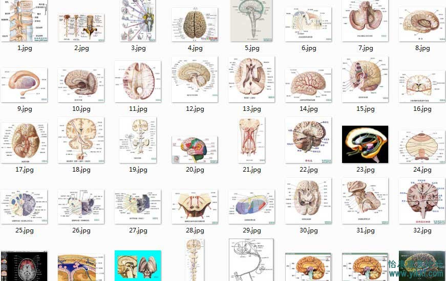 最全的神经解剖图片40张打包下载，课件必备
