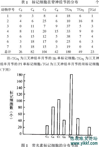 标记细胞（见表1，图2）