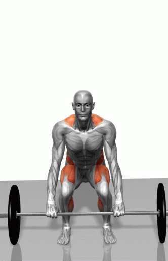 动态肌肉训练图