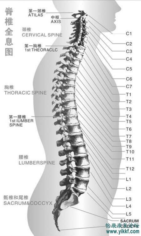 脊柱运动的生物力学基础(励建安)