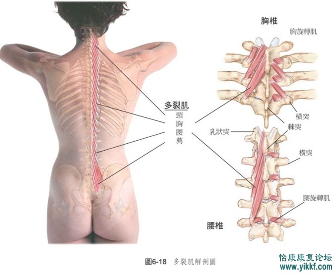 核心肌群功能与训练方式(上).ppt