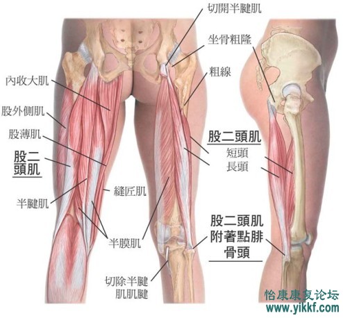 核心肌群功能与训练方式(上).ppt