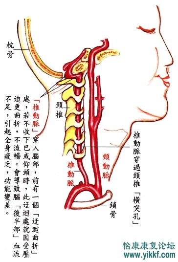 脑供血及脑血管解剖