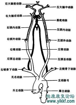 脑供血及脑血管解剖