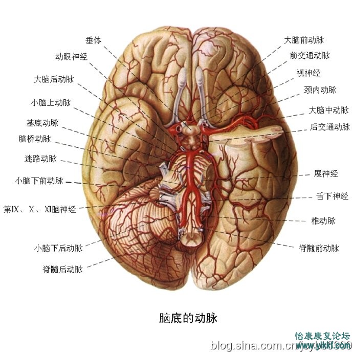 脑供血及脑血管解剖