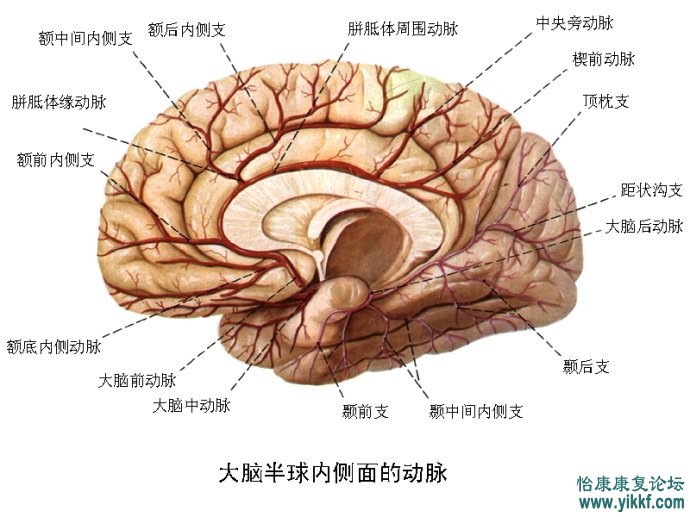 脑供血及脑血管解剖