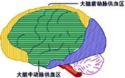 脑供血及脑血管解剖