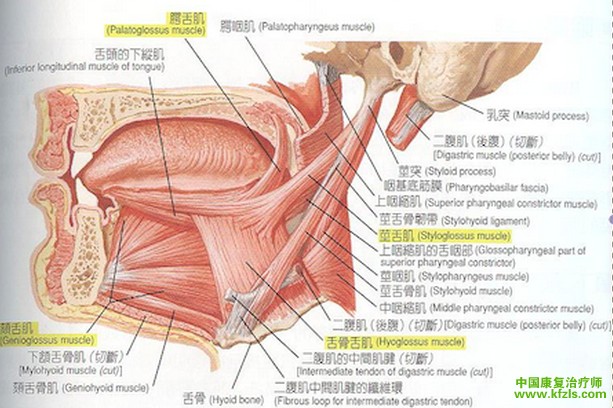 与构音相关的舌肌运动