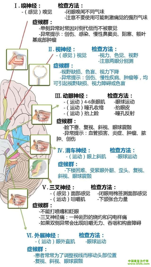 一张图学会颅神经查体