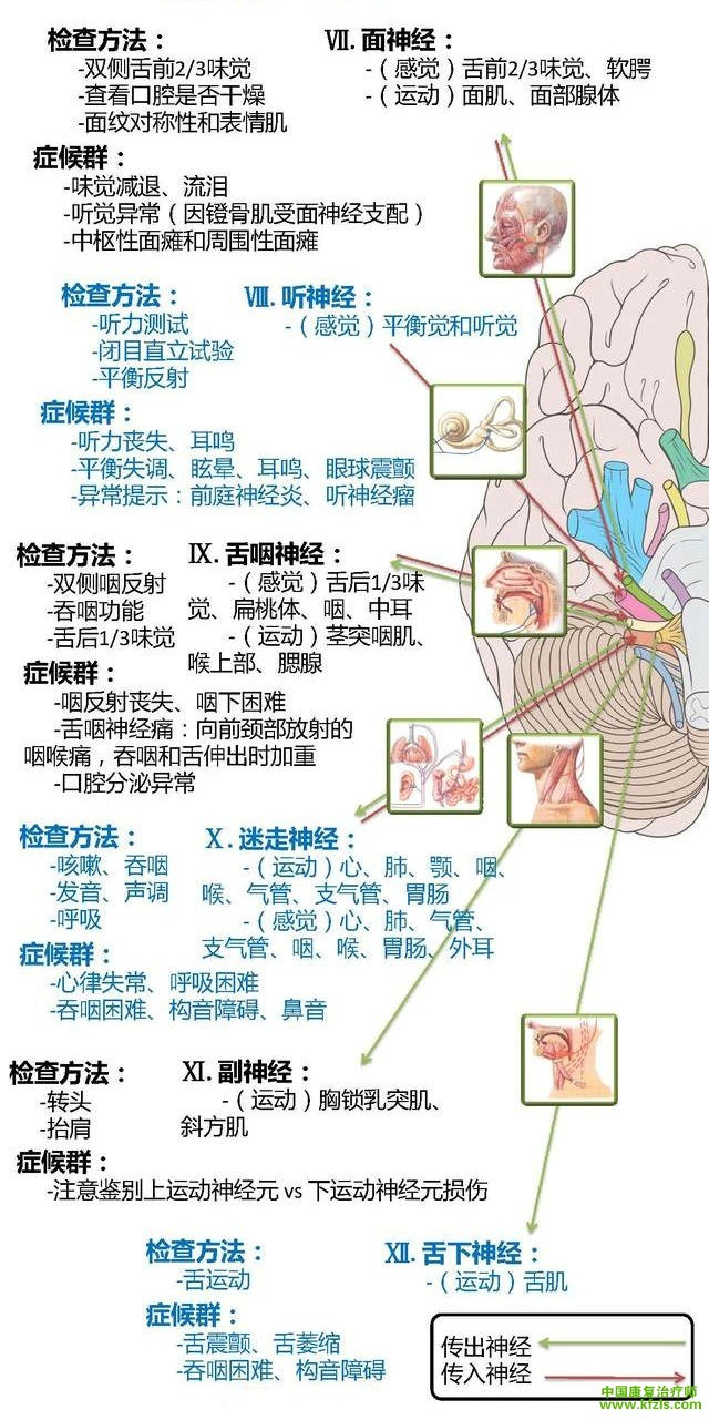 一张图学会颅神经查体