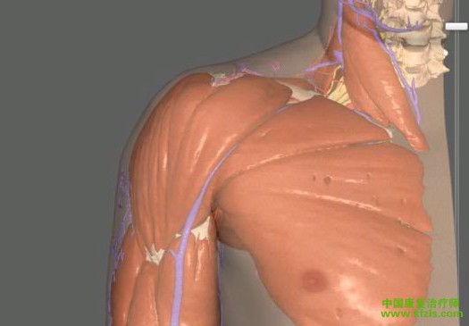肩关节3D解刨图