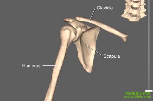 肩关节3D解刨图