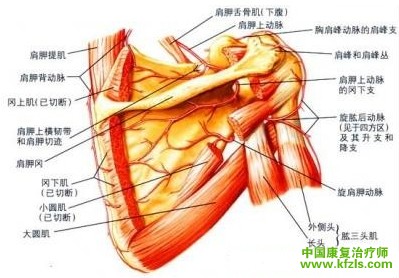 肱骨外上髁炎与网球肘