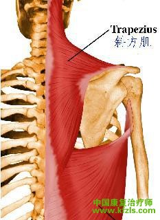 【主动肌】 斜方肌（下部纤维） 【辅助肌】 斜方肌（中部纤维参与内收）