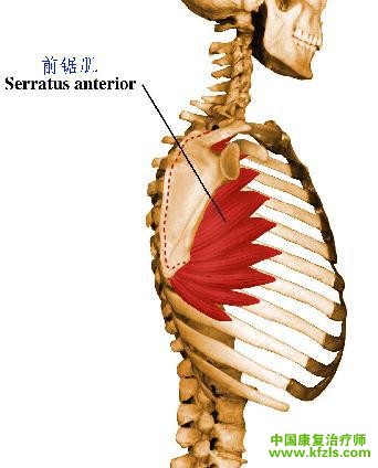 【主动肌】 前钜肌