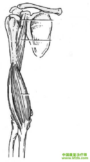 【辅助肌】三角肌（中部纤维）、胸大肌                （锁骨部纤维）、肱二头肌