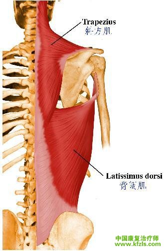 【主动肌】背阔肌、大圆肌、三角肌
