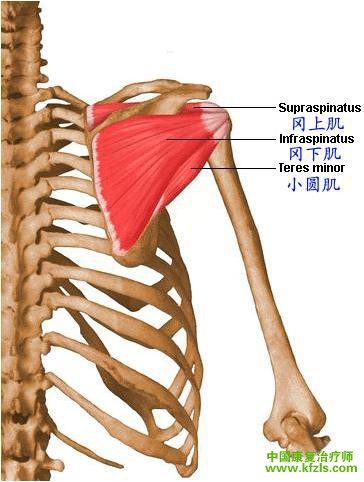 【主动肌】 冈下肌、小圆肌 【辅助肌】三角肌（后部纤维）