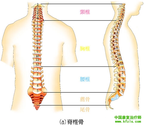 核心肌群的功能