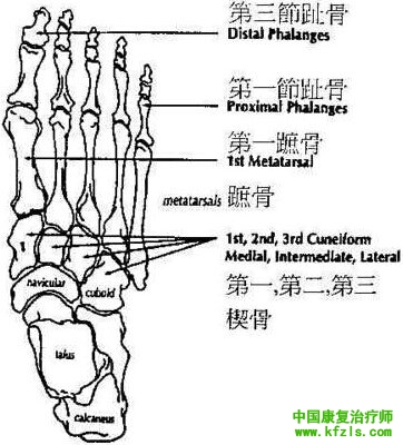 不得不知道的足踝生物力学