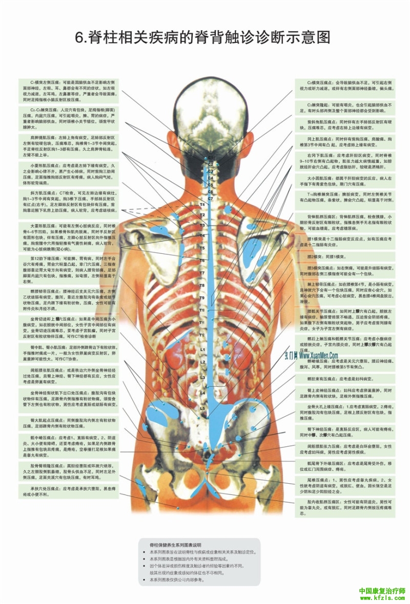 脊柱相关疾病的脊背触诊诊断图
