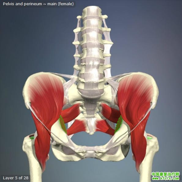 骨盆层次分解(彩图8P)