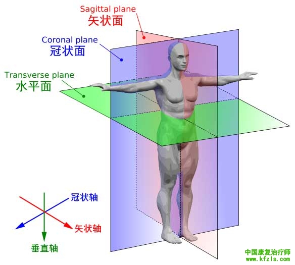 冠状面动作图片