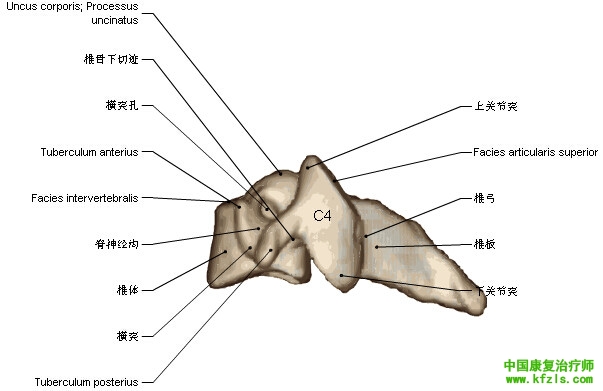 一定要珍藏-3D脊椎与背部解剖图解35P（上）