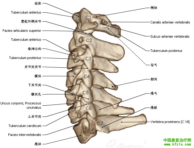 一定要珍藏-3D脊椎与背部解剖图解35P（上）