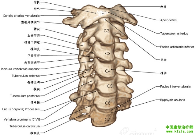 一定要珍藏-3D脊椎与背部解剖图解35P（上）