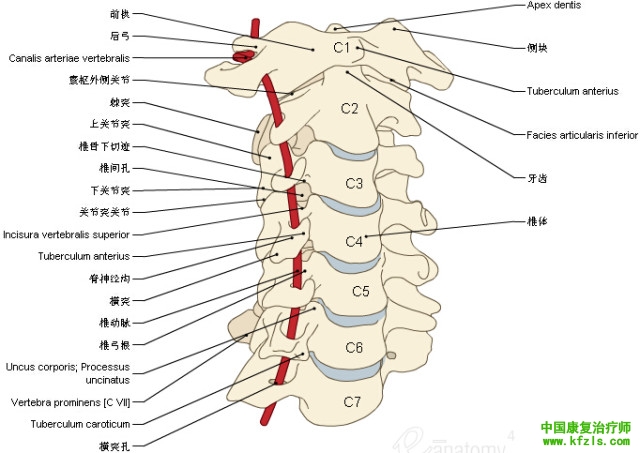 一定要珍藏-3D脊椎与背部解剖图解35P（上）