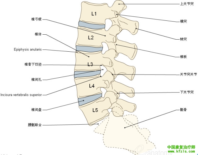 一定要珍藏-3D脊椎与背部解剖图解35P（上）