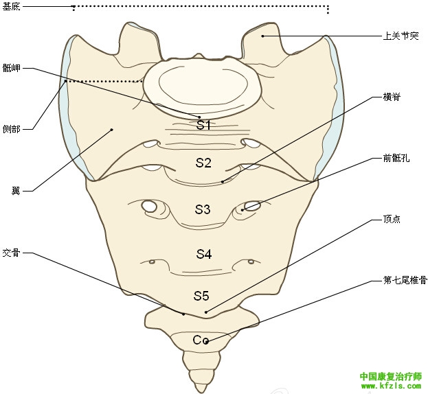 一定要珍藏-3D脊椎与背部解剖图解26P（下）