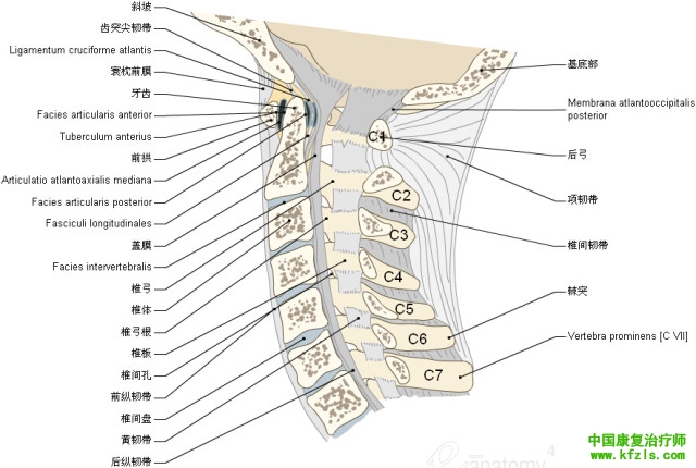 一定要珍藏-3D脊椎与背部解剖图解26P（下）