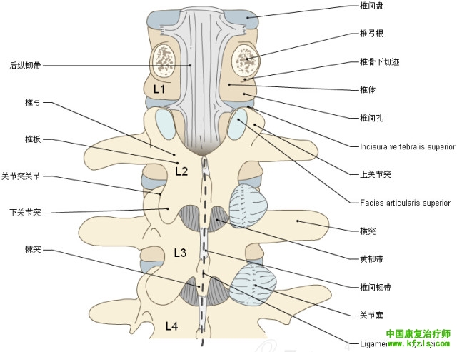 一定要珍藏-3D脊椎与背部解剖图解26P（下）