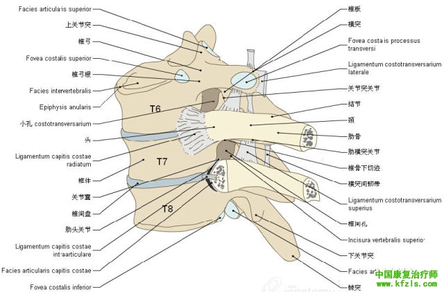 一定要珍藏-3D脊椎与背部解剖图解26P（下）