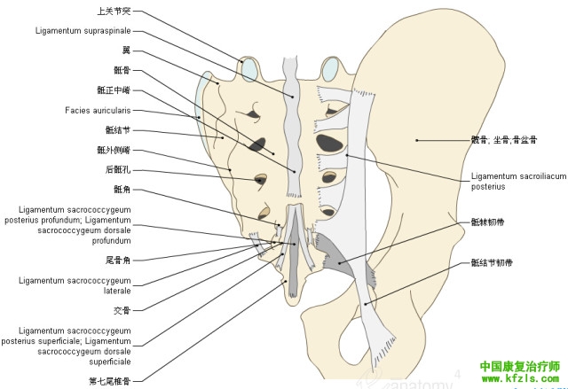 一定要珍藏-3D脊椎与背部解剖图解26P（下）
