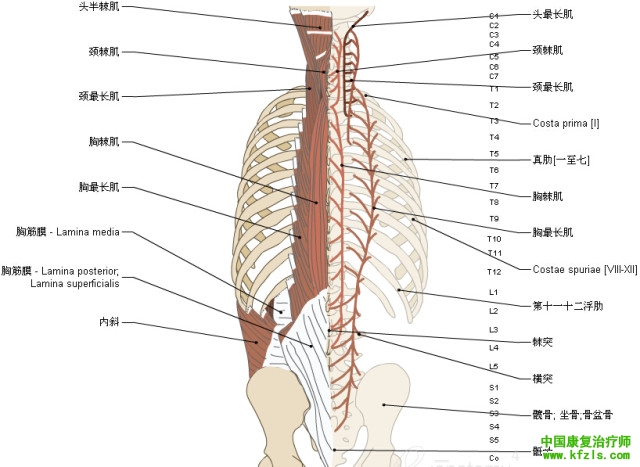 一定要珍藏-3D脊椎与背部解剖图解26P（下）