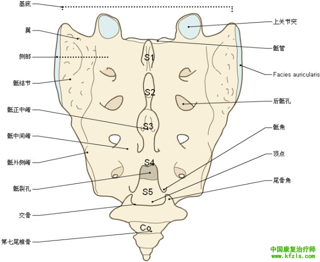 一定要珍藏-3D脊椎与背部解剖图解26P（下）