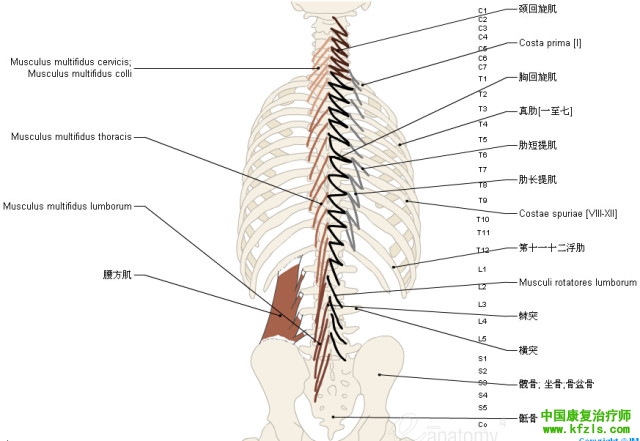 一定要珍藏-3D脊椎与背部解剖图解26P（下）