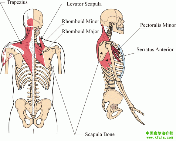 肩胛骨的上转肌及前突肌、肩胛胸廓关节的下压肌